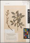 Foto von Salix caprea L. x Salix purpurea L.
